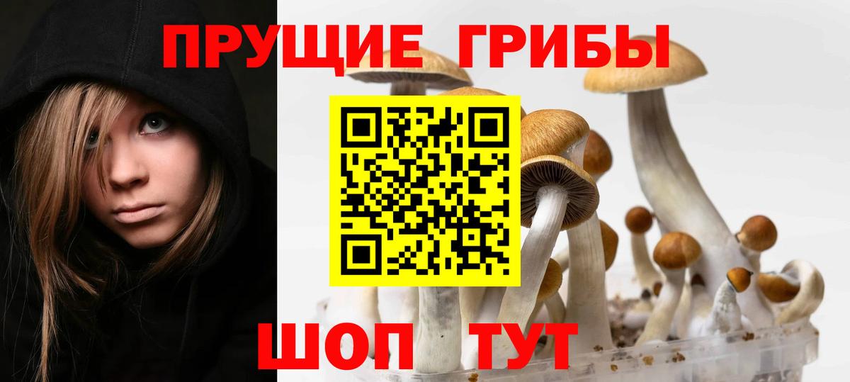 купить наркотик  Псилоцибиновые грибы GOLDEN TEACHER  Вход с VPN  Мыски 